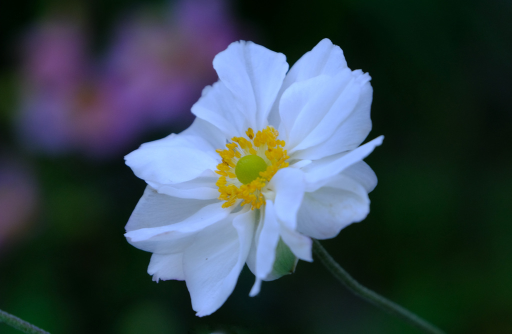 花クイズの正解は