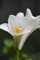 庭の百合 庭の百合