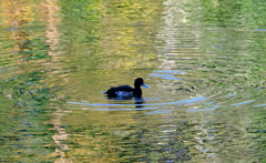 キンクロハジロかな