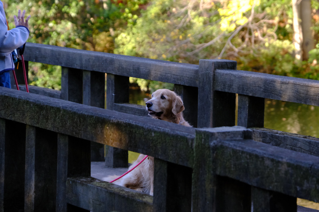 お参りしていたわんわん