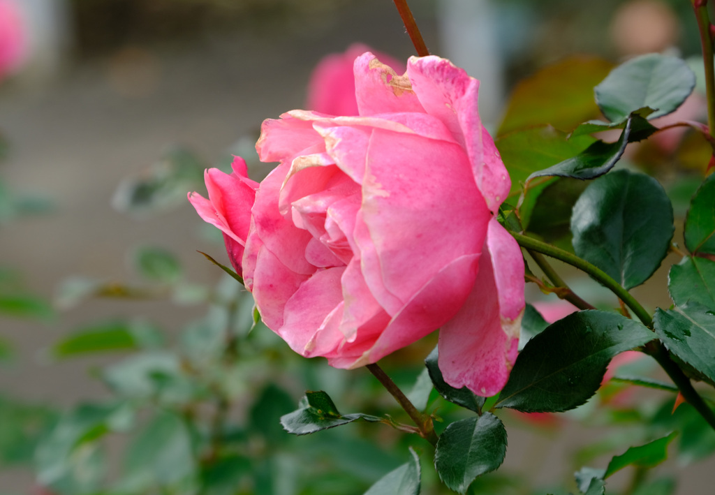 ヴィオレーヌ（仏）