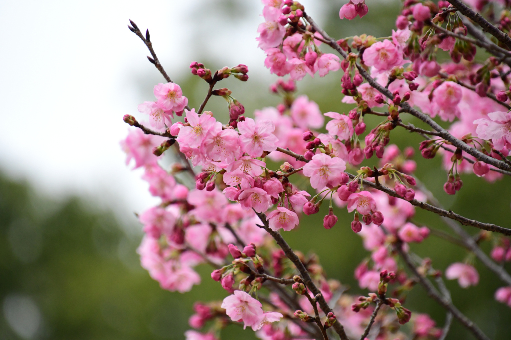 桜「陽光」