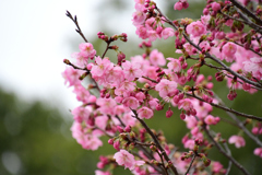 桜「陽光」