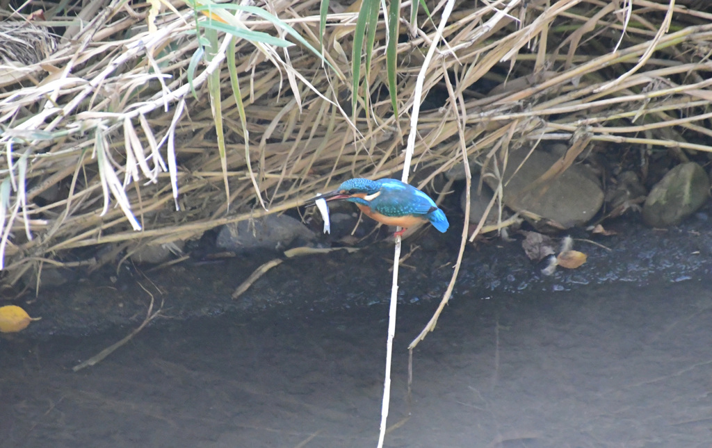 綺麗なお魚だね