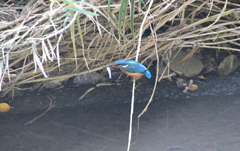 綺麗なお魚だね