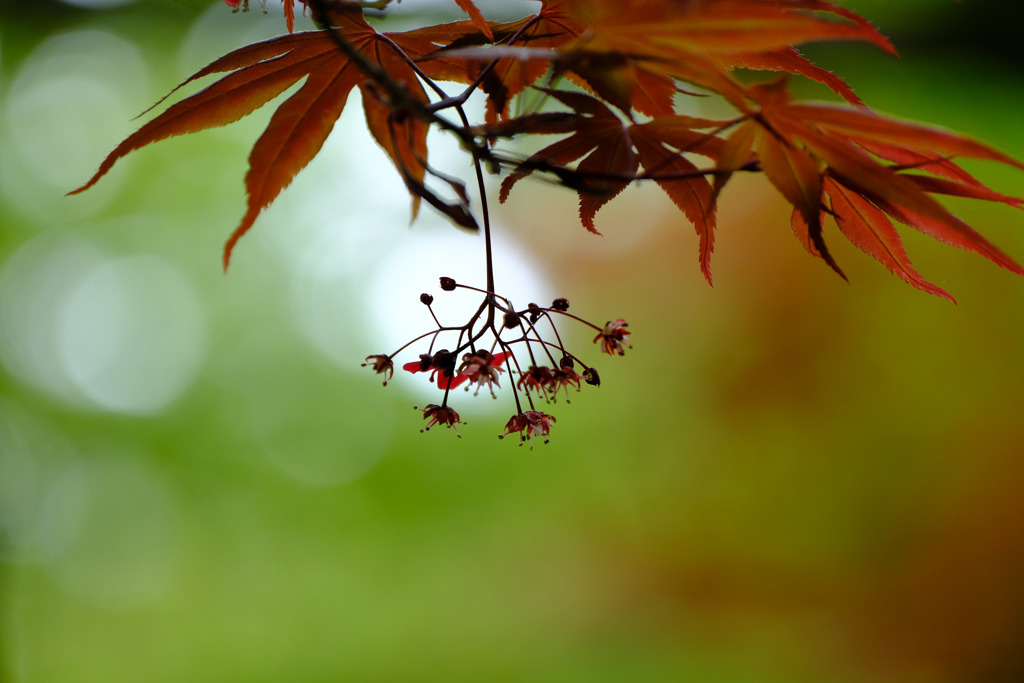 モミジの花