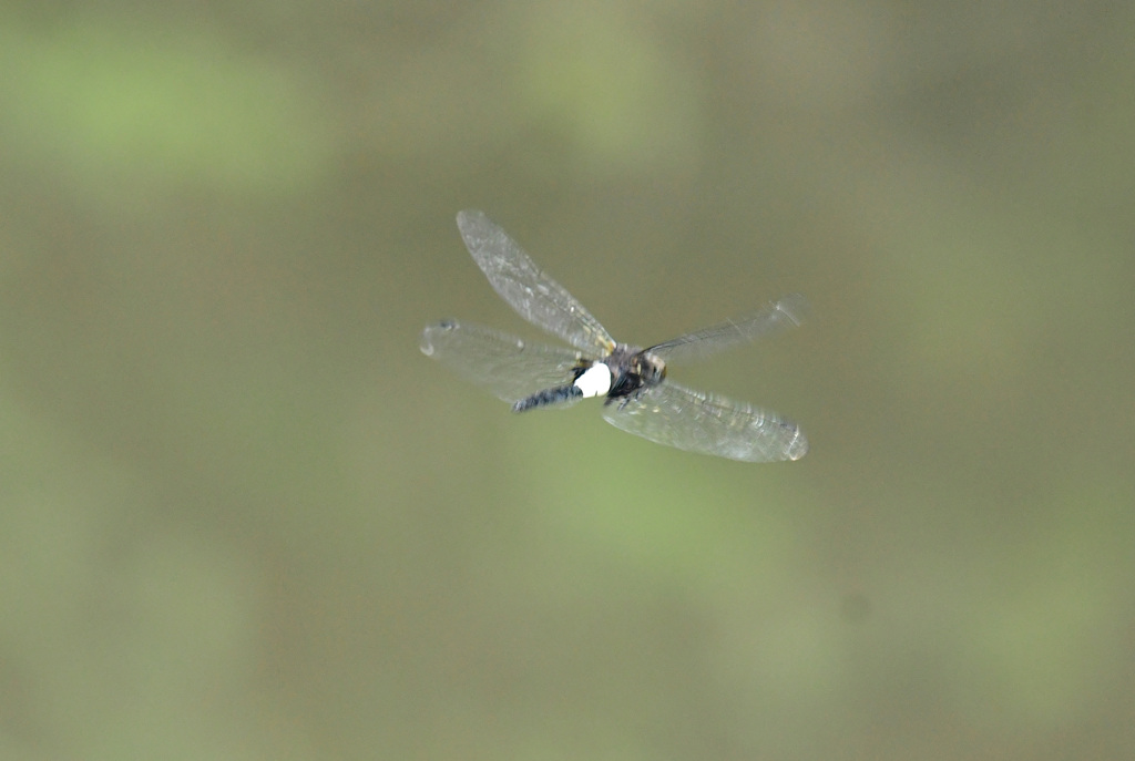 コシアキトンボの飛翔