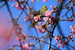 河津桜空中戦