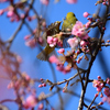 河津桜空中戦