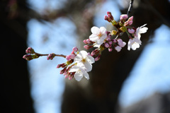 16日の桜