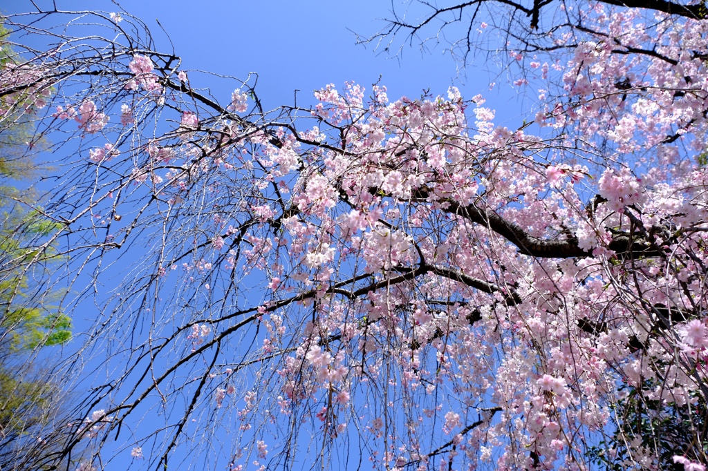 八重紅枝垂れの枝先