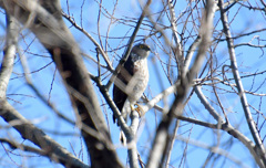 久しぶりのツミ