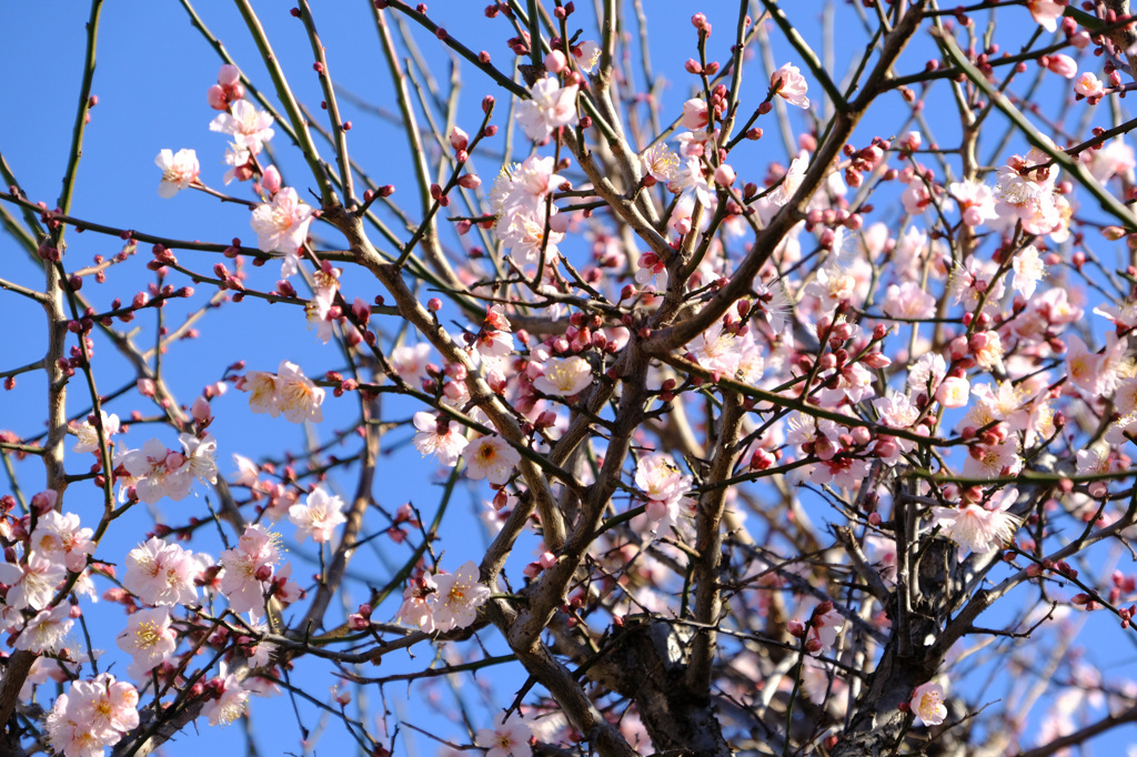 年末からたくさん咲いている