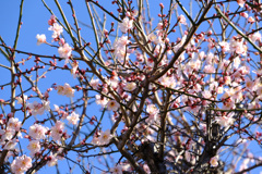 年末からたくさん咲いている