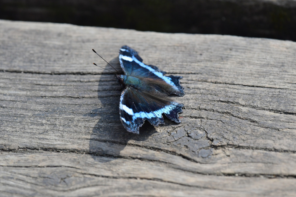 ルリタテハもいた