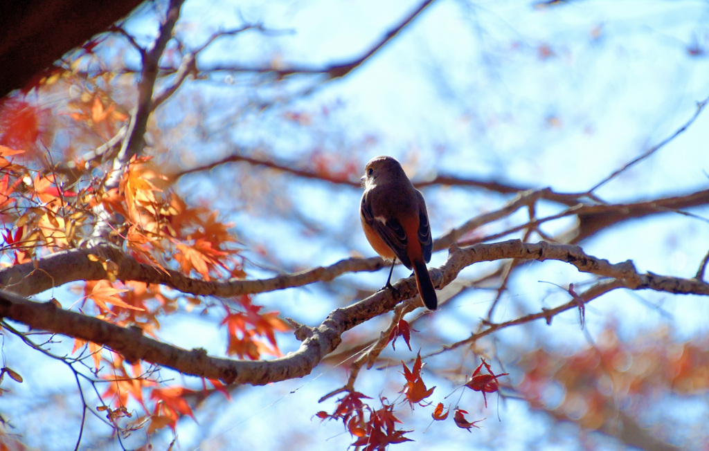 紅葉狩りジョビコ