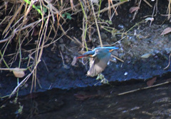 また新たなエサ探しに