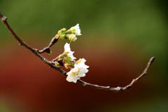 子福桜