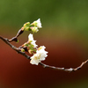 子福桜