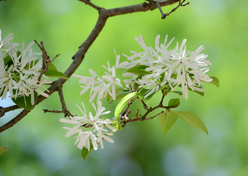 ナンジャモンジャの花のアップ