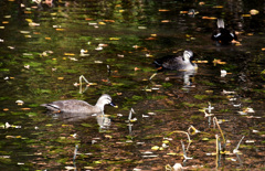 イチョウの下のカルガモ
