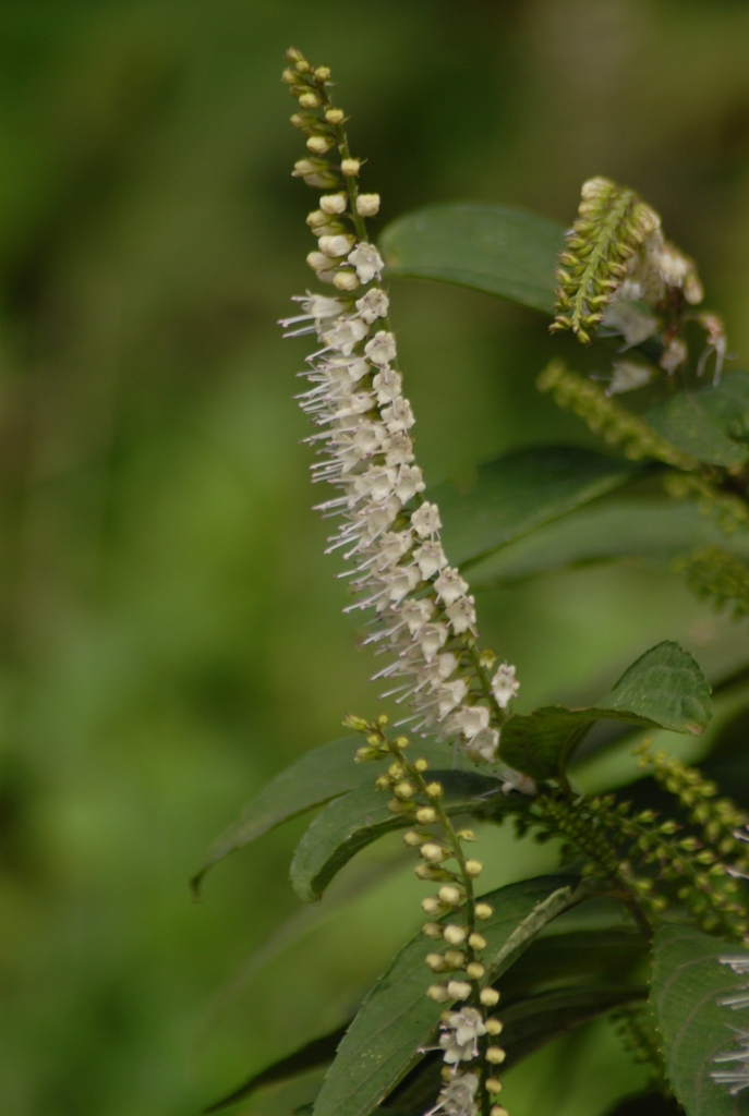 シモバシラの花