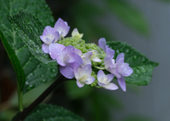 庭の紫陽花３