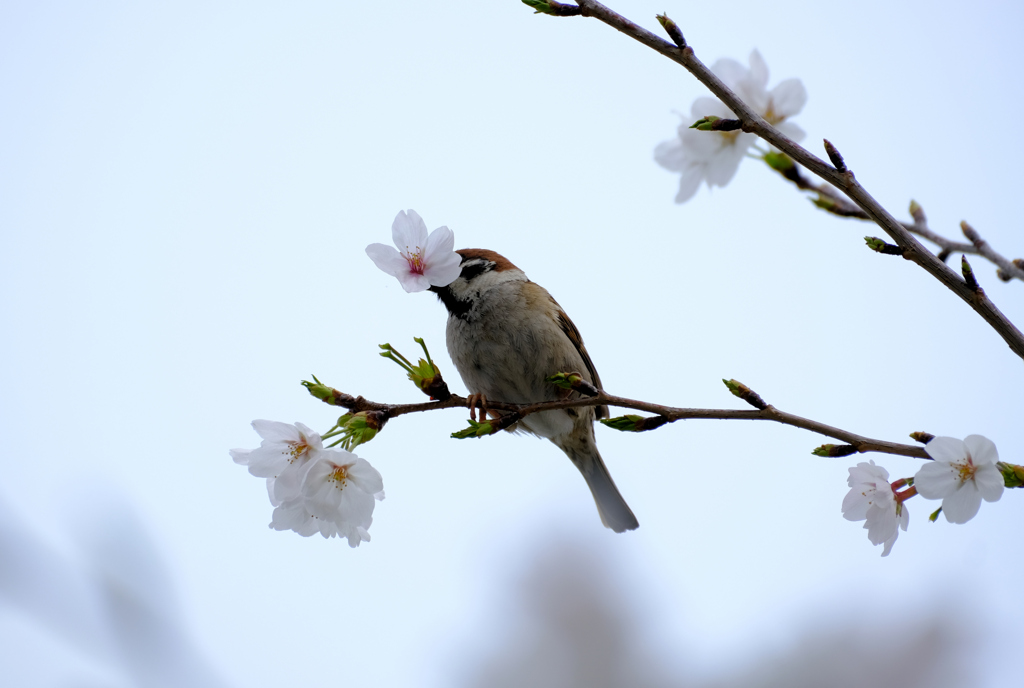 雀の盗蜜現場 (2)