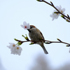 雀の盗蜜現場 (2)