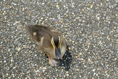 近づいてくる