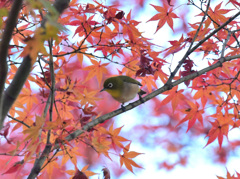 紅葉メジロ