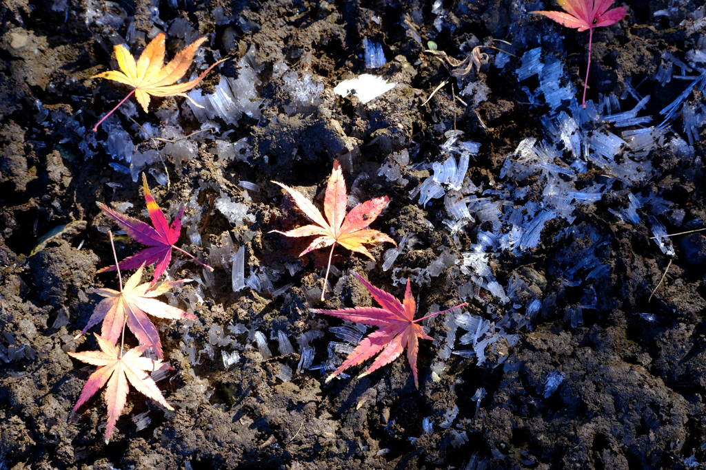 霜柱紅葉2