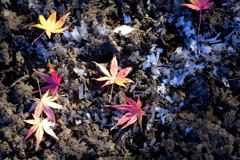 霜柱紅葉2