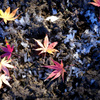 霜柱紅葉2