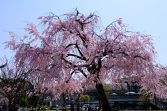 岡崎公園の枝垂れ