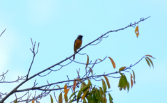 青空にジョビオくん