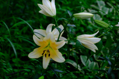 カサブランカ カサブランカ