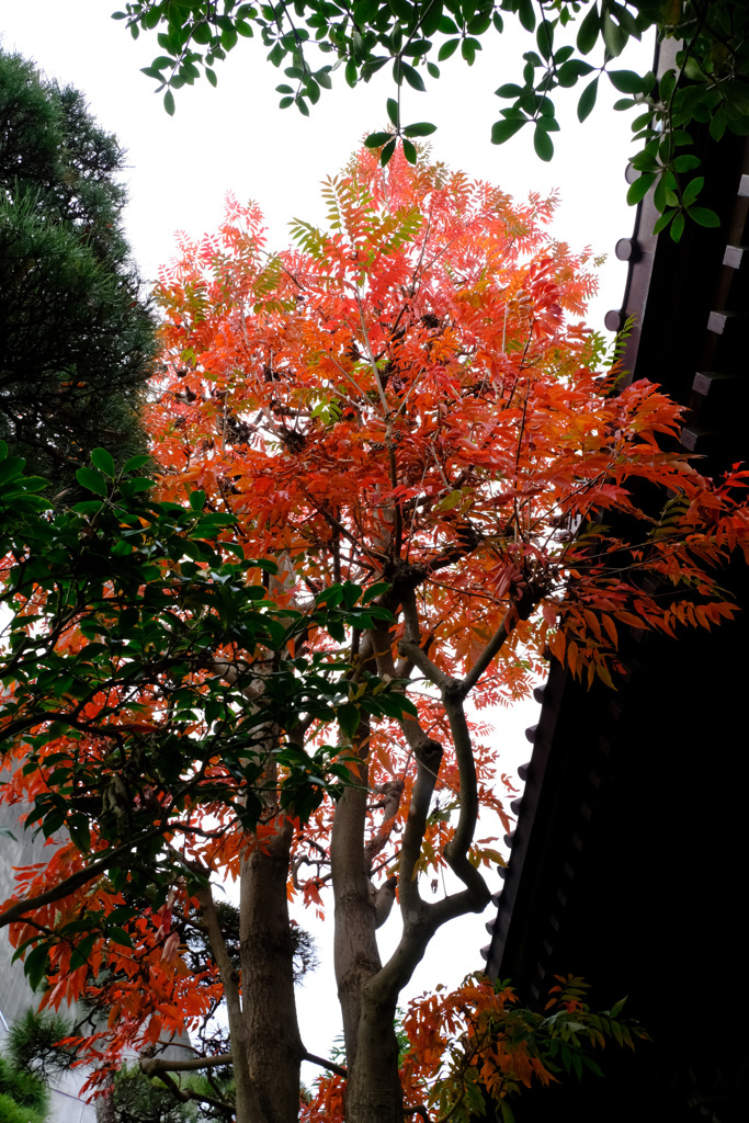 めだつ紅葉