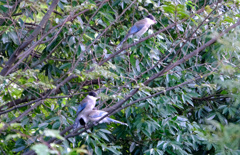 オナガ幼鳥たち２