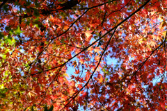 ご近所紅葉２