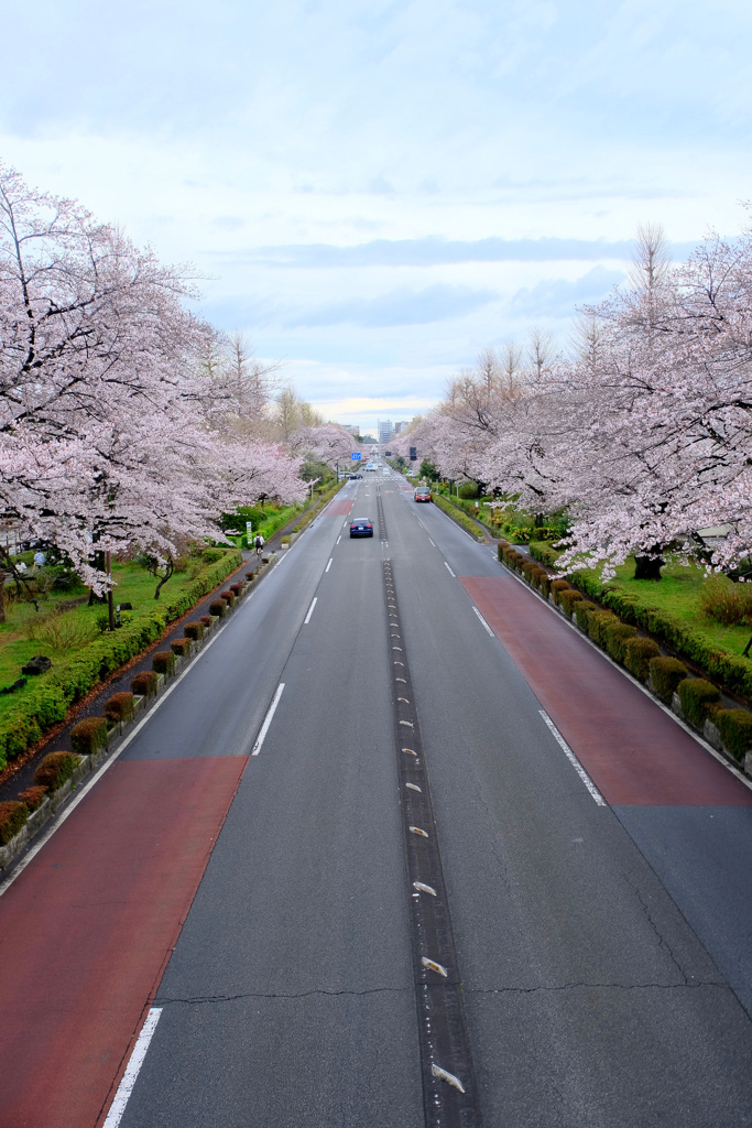 桜並木１