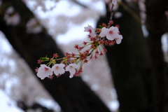 14日目9時20分ソメイヨシノ