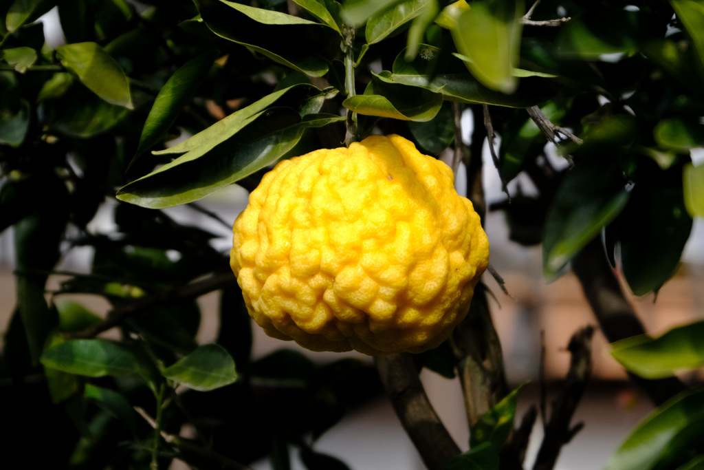 鬼ゆず（獅子ゆず）