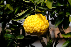 鬼ゆず（獅子ゆず）