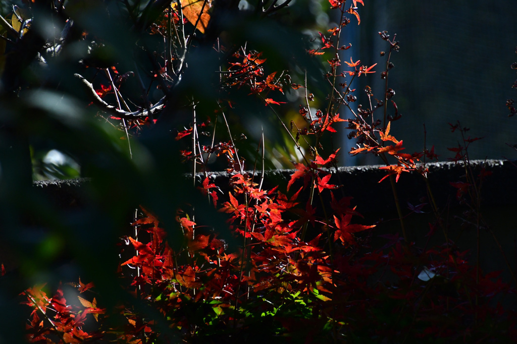 その日の庭の紅葉