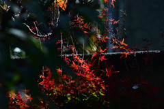 その日の庭の紅葉