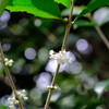 純白の花