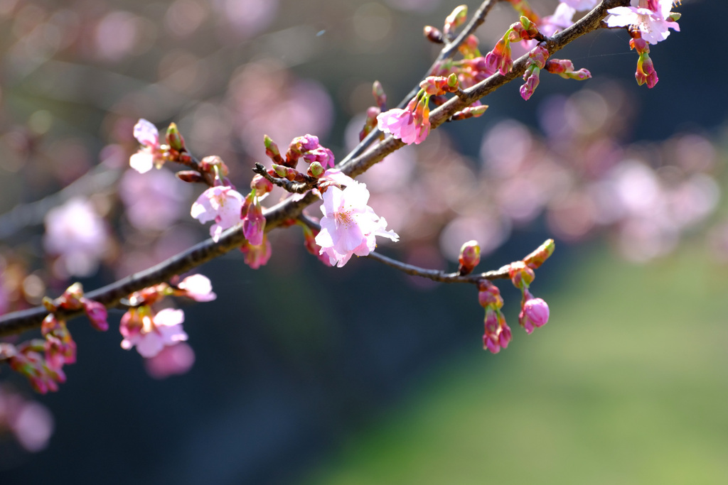 修善寺寒桜