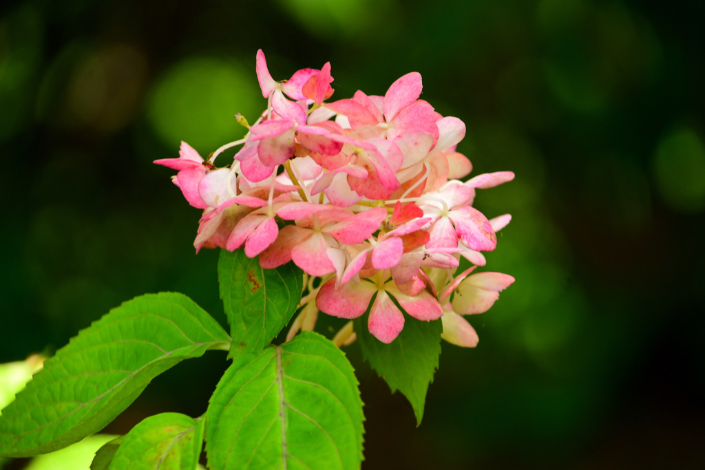 花笠？