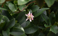 ブッシュカンの花